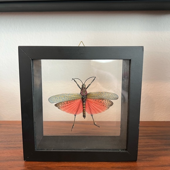 Other - Real framed grasshopper with wings. Made in Peru.